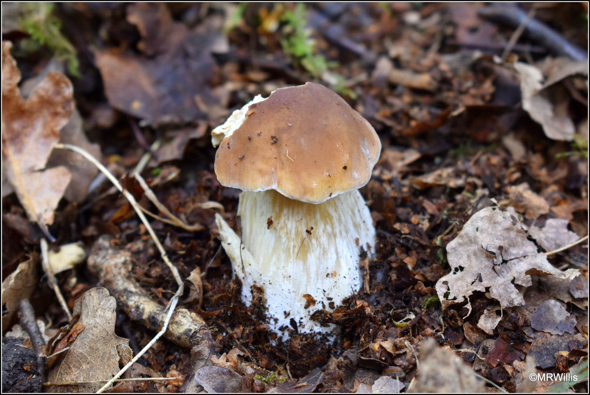 Marksvegplot's tweet image. Early Ceps / Porcini / Penny Buns. Seems like a good year for them, so hoping for bigger harvests in the next few weeks.