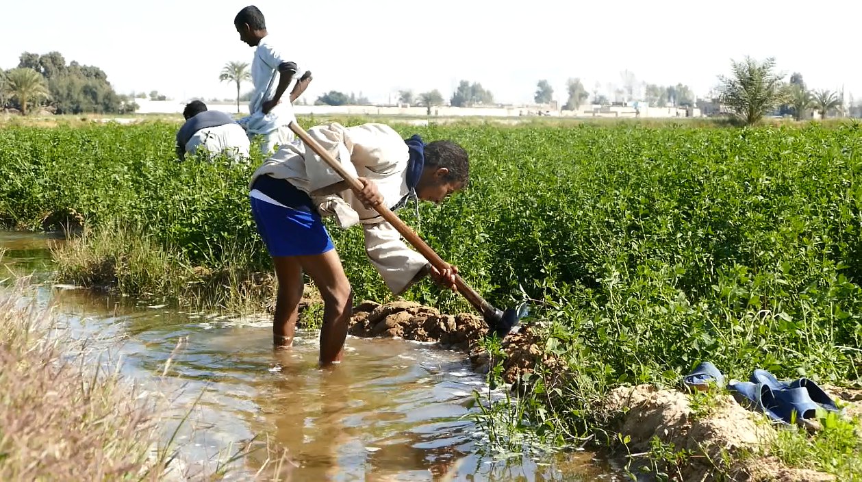 شبكة رصد on X: "عيد الفلاح المصري.. الذكرى الـ68 للاحتفال بقرار الضباط  الأحرار إصدار قانون الإصلاح الزراعي عام 1952، الذي أعاد توزيع ملكية الأراضي  الزراعية بين الفلاحين https://t.co/2kRtHJIORn" / X