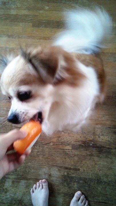 最強おかん 今日はたろうの月命日 先月一周忌を迎えているので特に何もしません お供えのご飯が大盛りなくらい ハチワレだったのに晩年は頭真っ白だね ちわまる 秘密結社老犬倶楽部天国支部