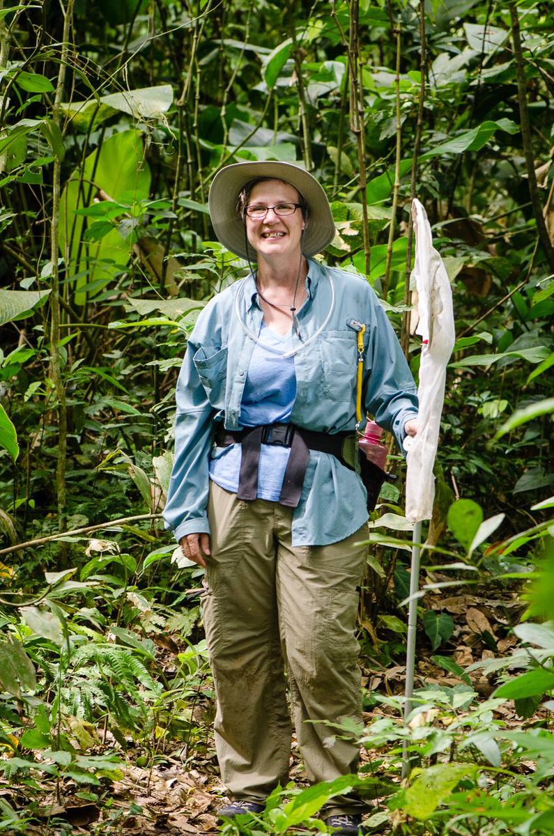 fran_keller's tweet image. Allow me, to raise that bar even higher w/ a #fannypack, #firstaidkit, #insectnet,#killjar in accessory bag... But let’s not forget the #pooter &amp;amp; essential #forceps on plastic dangly key chain holder cascading from my shirt. No #Jenner could wear this better. #EntoFashion bar 💃