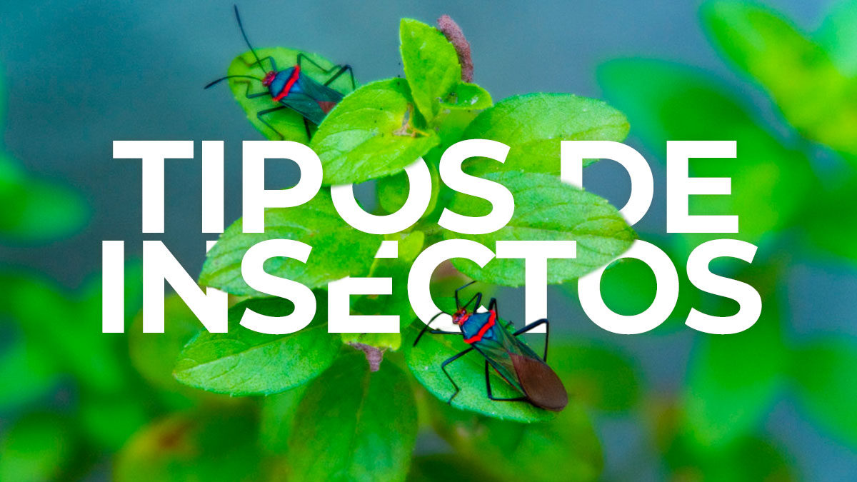 plagiser's tweet image. Se estima que hay 200 millones de insectos por cada ser humano.
🪰🦟🦂🕷️🪳🦗🐜🐞🪲🦋🐛🐝
Os presentamos los tipos de insectos más importantes:
plagiser.com/es/blog-plagis…
