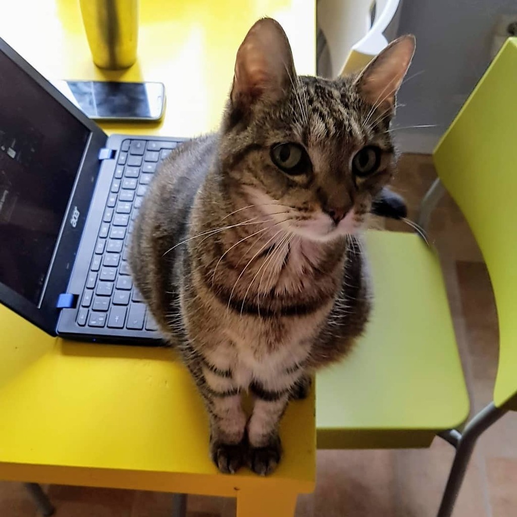 AndersSporring's tweet photo. If course I have to sit on the keyboard hooman! ❤ 😻 #todaysesther #esther #cat #catstagram #catsofinstagram #cat_of_instagram #catsofig #petsofig #pet #mobilephotography #motog6plus #motography #nofilter #edited https://t.co/lw5vA4rKj4