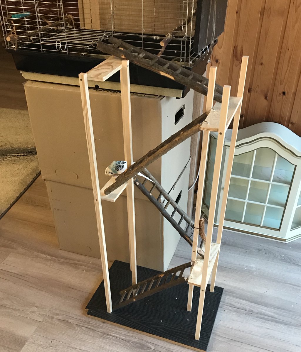Kaffeego_de's tweet photo. So. Nachdem meine plötzlich fast flugunfähige "Wolle"🦜 eine gaaanz traurige Woche im Stubenarrest verbringen musste, haben wir ihr einen kleinen Eiffelturm gebaut. Den hat sie gleich beim 2. Anlauf verstanden – Jetzt kann sie wieder mit ihrer Freundin draußen Unfug treiben. 🥰🤭 https://t.co/mXAdRIXP0f
