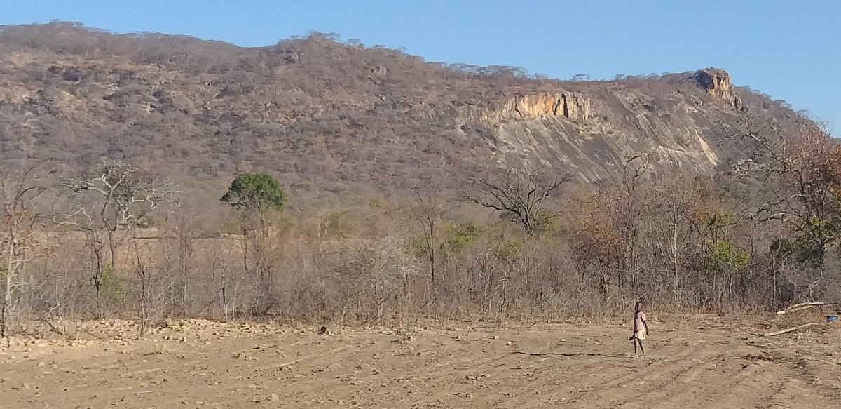 apt_zimbabwe's tweet image. One of the challenges is the raiding of goat flocks  by baboons and hyenas that live in the nearby mountains. The problem is particularly bad in periods of food shortage, such as now. Some 17 goats lost in recent months.