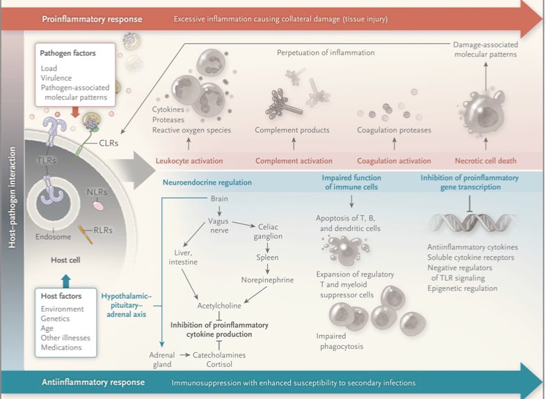 After PAMPS and DAMPS active the cascade of anti-inflammatory and pro-inflammatory body response this can reach the desregulated response