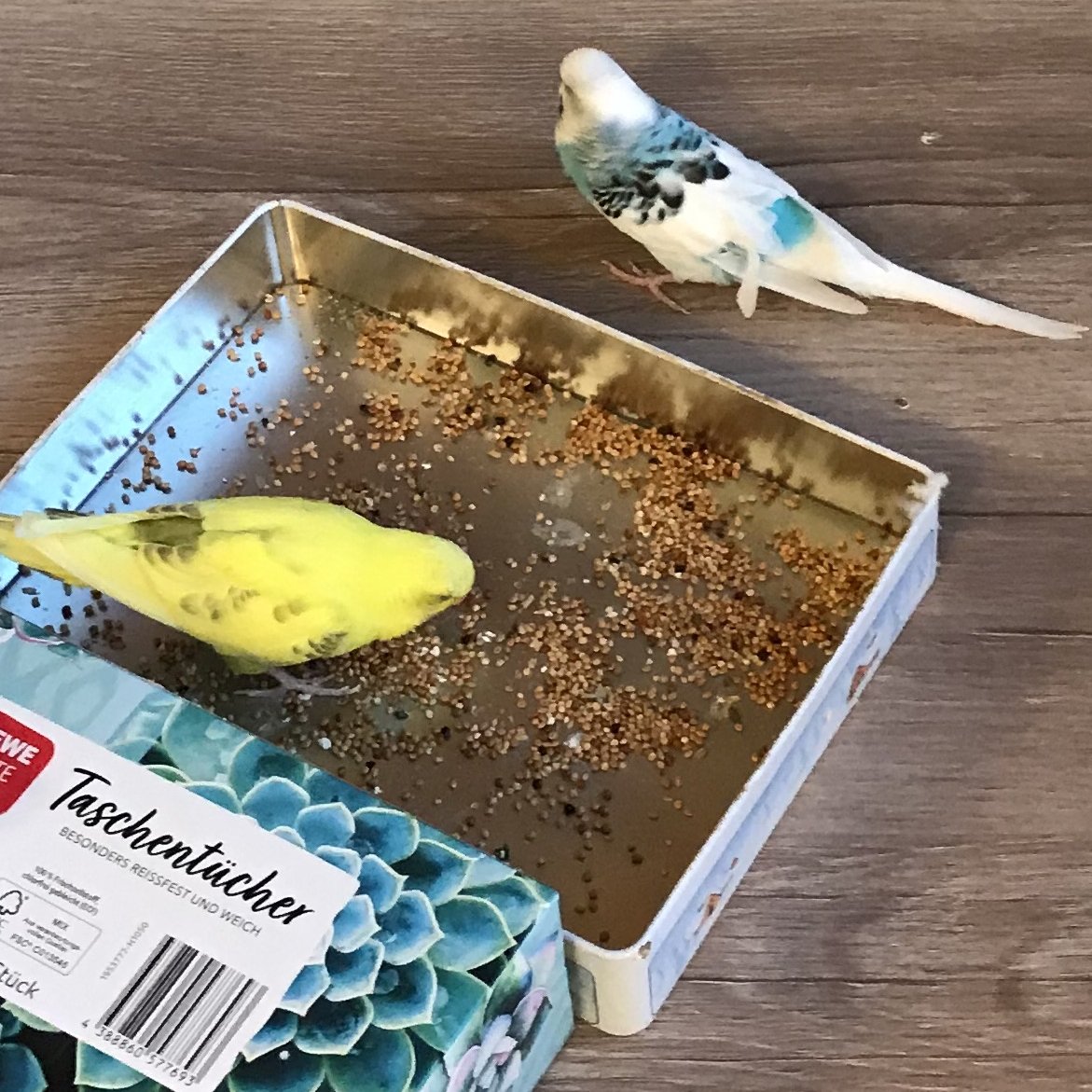 Kaffeego_de's tweet photo. So. Nachdem meine plötzlich fast flugunfähige "Wolle"🦜 eine gaaanz traurige Woche im Stubenarrest verbringen musste, haben wir ihr einen kleinen Eiffelturm gebaut. Den hat sie gleich beim 2. Anlauf verstanden – Jetzt kann sie wieder mit ihrer Freundin draußen Unfug treiben. 🥰🤭 https://t.co/mXAdRIXP0f