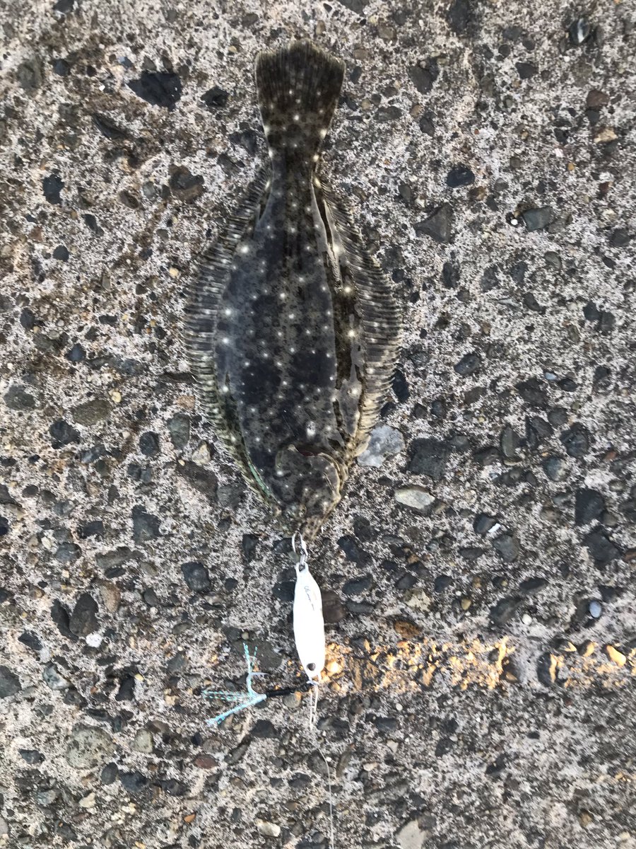 itigeki_j_45's tweet photo. いやー釣れない…青物は全く回ってないかな。
粘ってやっと1匹。と思ったら22センチ即リリース。
#DUO #dragmetalcast #ヒラメ #釣り #富浦新港 #南房総 #館山 #イワシしかいない #ショアジギング https://t.co/nKZjk2Lhdf