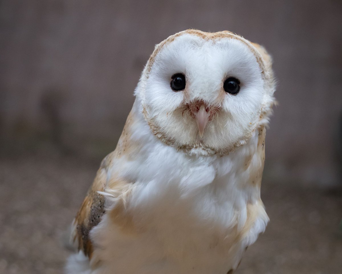 Welsh Mountain Zoo tweet media