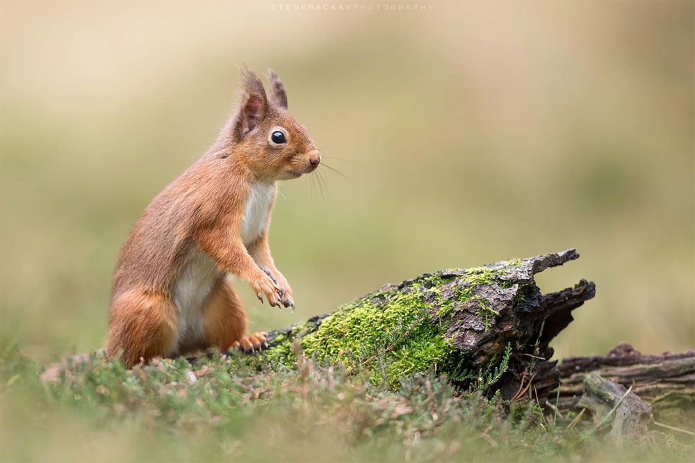 redsquirrelsw's tweet photo. It’s estimated that the population of reds is less than 40,000 in England - we must do our bit to save these creatures.
#rewilding #rewilding #redsrule #redsquirrelsrule #redsquirrelsouthwest #saveoursquirrels #redsquirrels
https://t.co/x8bKTuWBig https://t.co/d4uI3SKJhW