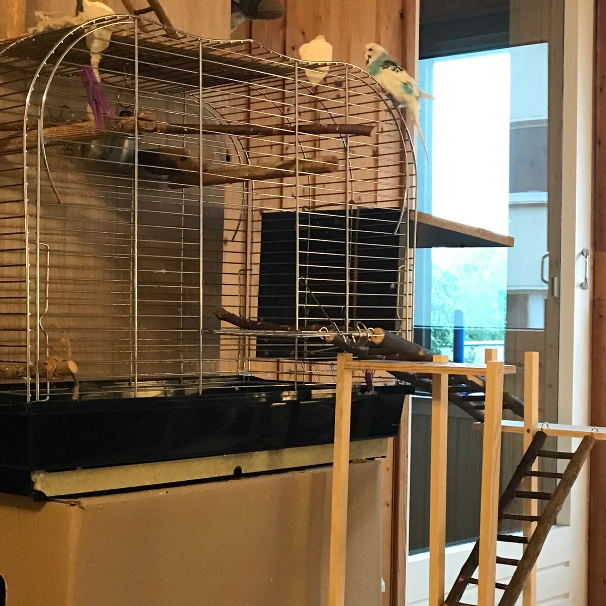 Kaffeego_de's tweet photo. So. Nachdem meine plötzlich fast flugunfähige "Wolle"🦜 eine gaaanz traurige Woche im Stubenarrest verbringen musste, haben wir ihr einen kleinen Eiffelturm gebaut. Den hat sie gleich beim 2. Anlauf verstanden – Jetzt kann sie wieder mit ihrer Freundin draußen Unfug treiben. 🥰🤭 https://t.co/mXAdRIXP0f