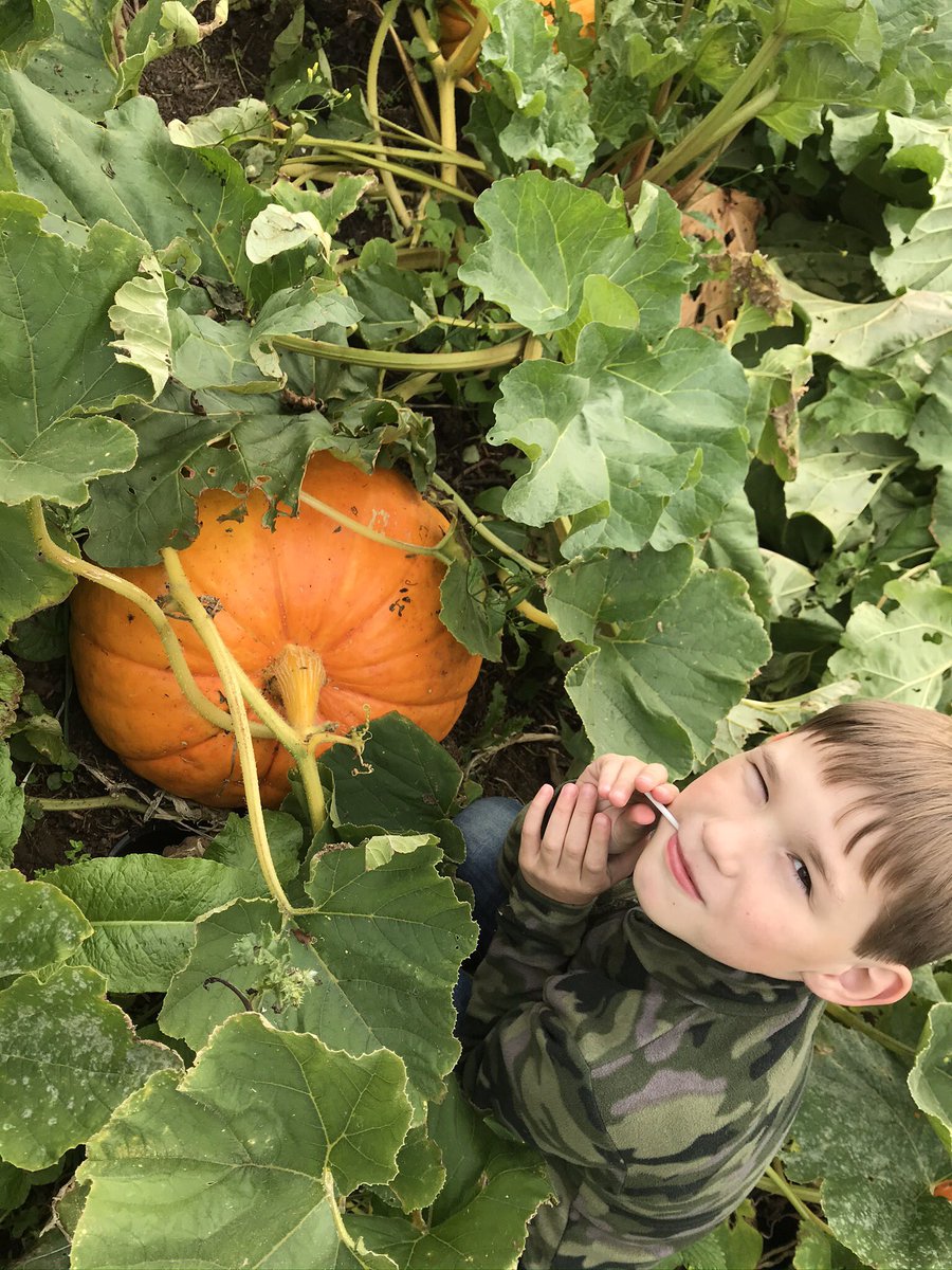 bwlford's tweet photo. The youngest loves Halloween and 🎃 so this we established a pumpkin patch with him during lockdown #bwlford #Halloween #pembrokeshire #growyourown https://t.co/ImzH6Efp0W