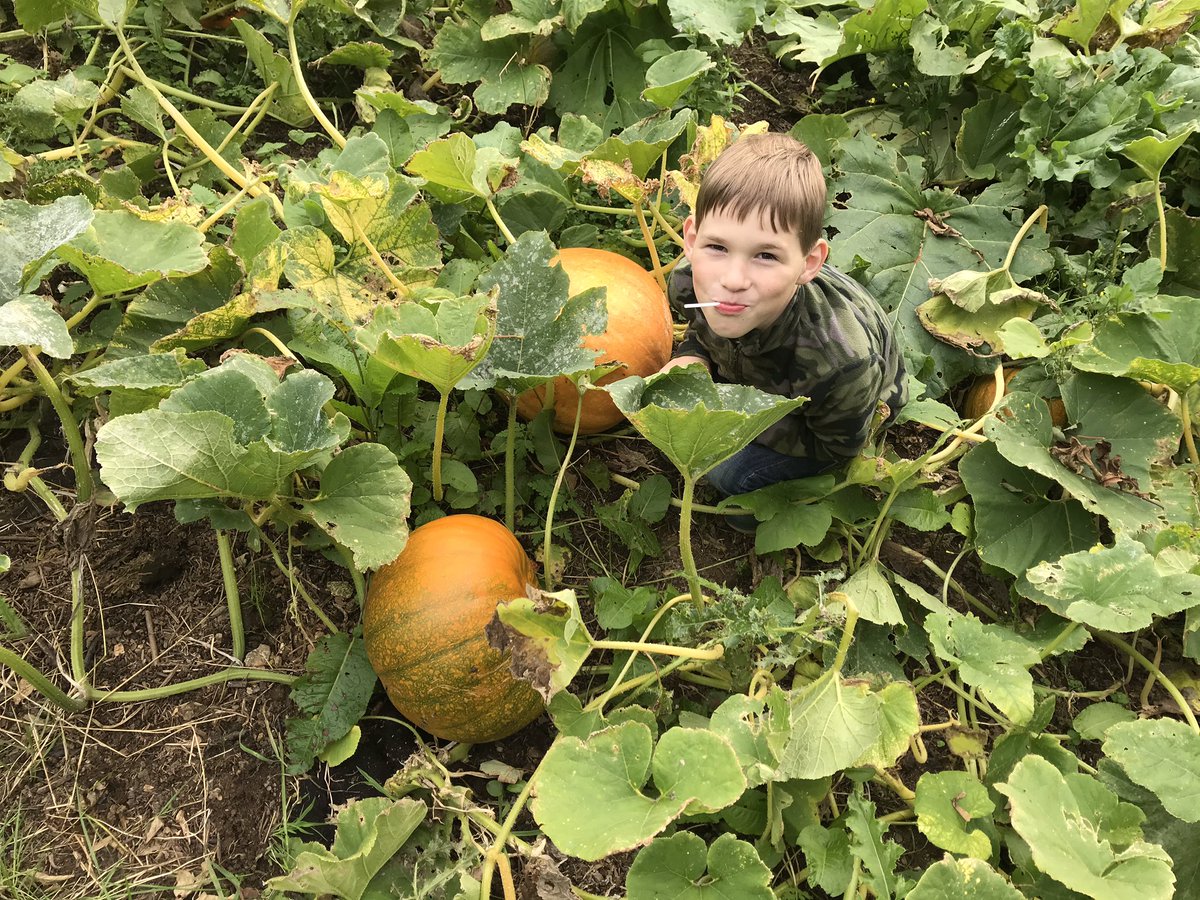 bwlford's tweet photo. The youngest loves Halloween and 🎃 so this we established a pumpkin patch with him during lockdown #bwlford #Halloween #pembrokeshire #growyourown https://t.co/ImzH6Efp0W