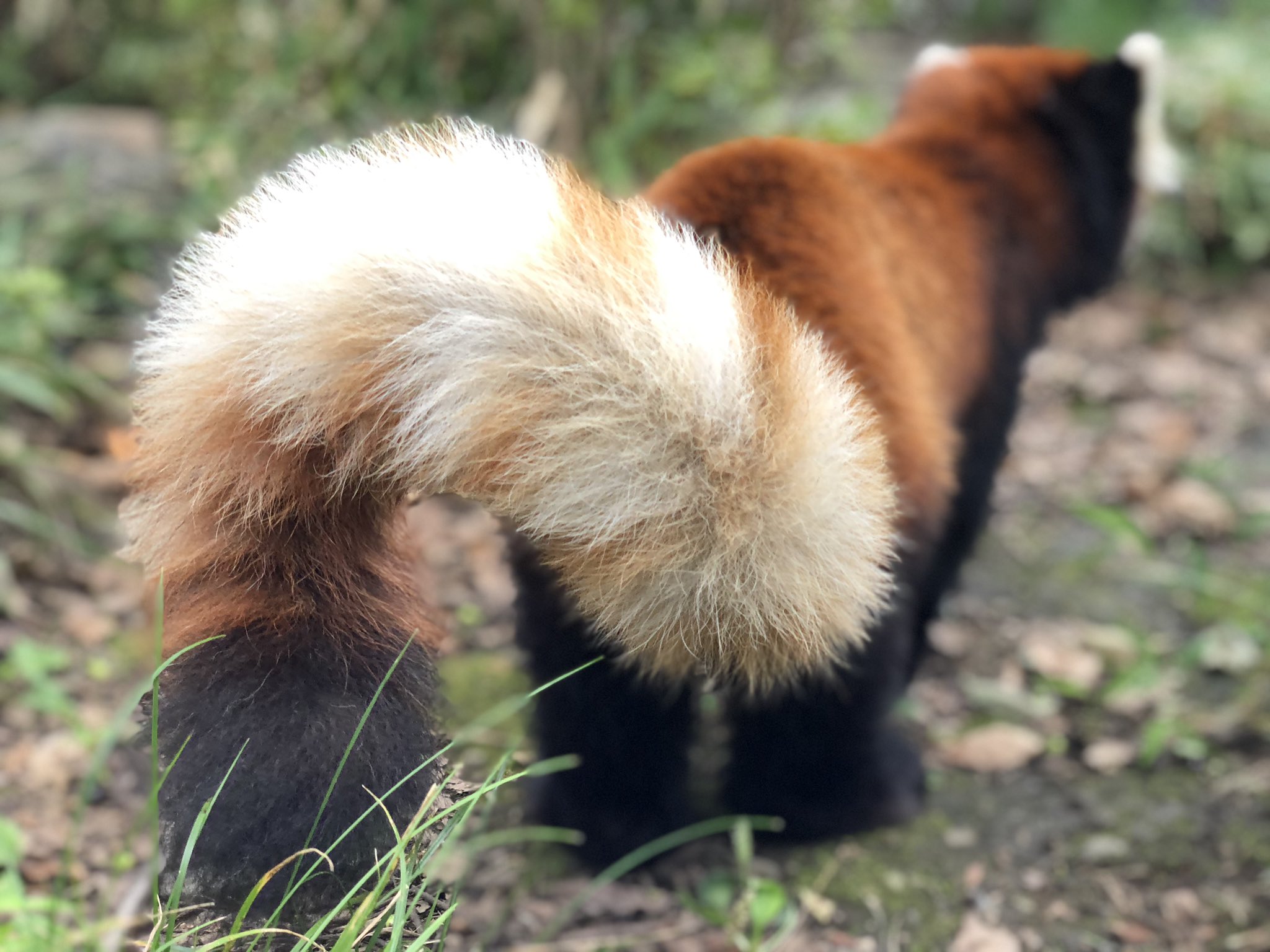 羽村市動物公園 猫のかぎしっぽは 幸運をつかまえてくる なんてお話がありますが レッサーパンダ 小熊猫 の ラテのくるりんしっぽは 何をつかまえてきてくれるのでしょうね 羽村市動物公園 レッサーパンダ ラテ しっぽ かぎしっぽ T