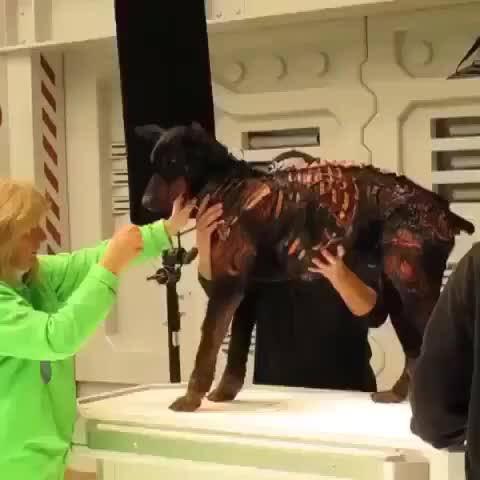 映画バイオハザード 犬の犬種や名前は トラウマ級怖いゲーム版ゾンビ犬についても Shokichiのエンタメ情報labo