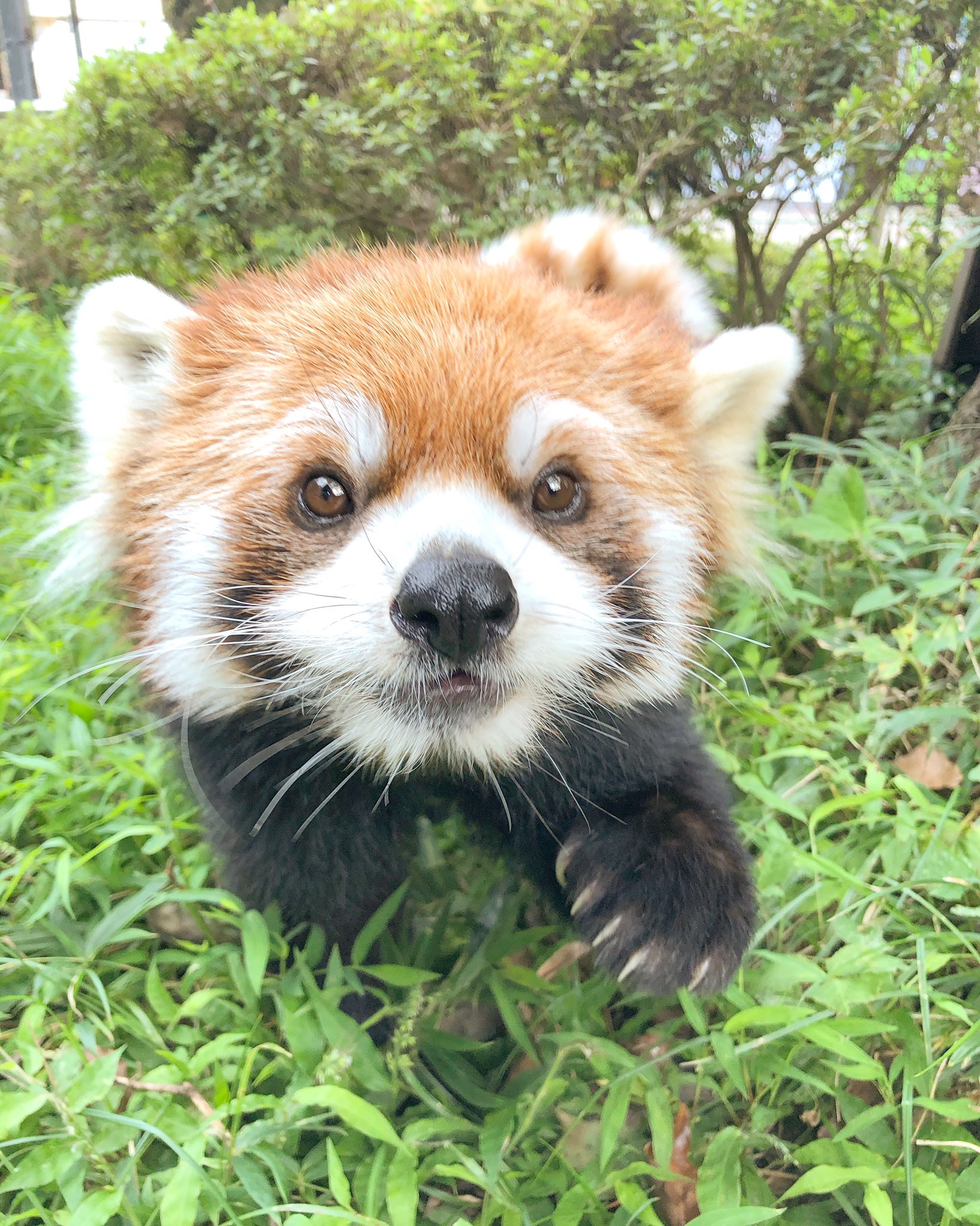 羽村市動物公園 猫のかぎしっぽは 幸運をつかまえてくる なんてお話がありますが レッサーパンダ 小熊猫 の ラテのくるりんしっぽは 何をつかまえてきてくれるのでしょうね 羽村市動物公園 レッサーパンダ ラテ しっぽ かぎしっぽ T