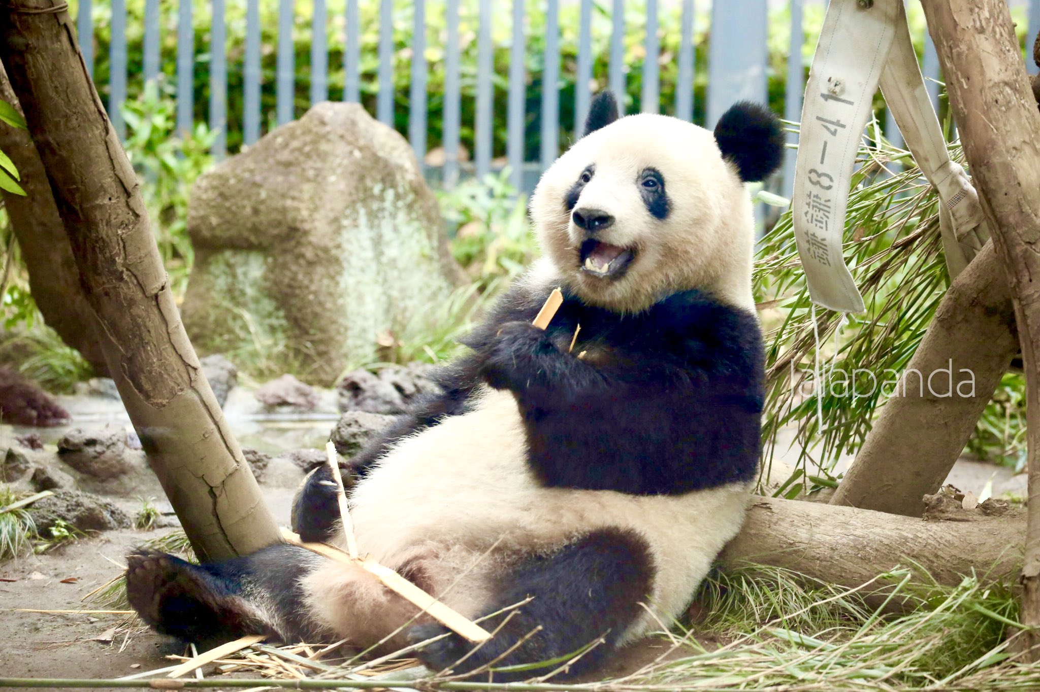 تويتر Lalapanda على تويتر シャンシャンって名前がほんと可愛いよね だって シャンシャン よ シャンシャン って響きがもう可愛いじゃない シャンシャン シャンシャン そりゃシャンシャン可愛いわ 可愛いに決まってるよねシャンシャン だってシャンシャンだ