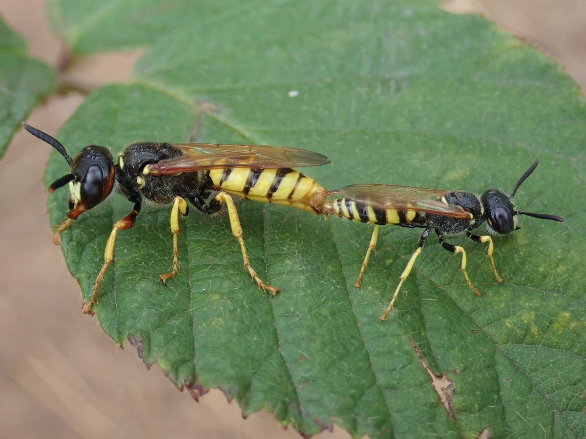 Liam_M_Crowley's tweet photo. This week's #waspoftheweek is a good one: The bee-wolf, Philanthus triangulum! This large wasp used to be a real rarity but has massively expanded its range over the last 30 years. As the name suggests it hunts honeybees and nests in open, sandy ground.
#wasplove #waspwednesday https://t.co/qMMs7xrC8o