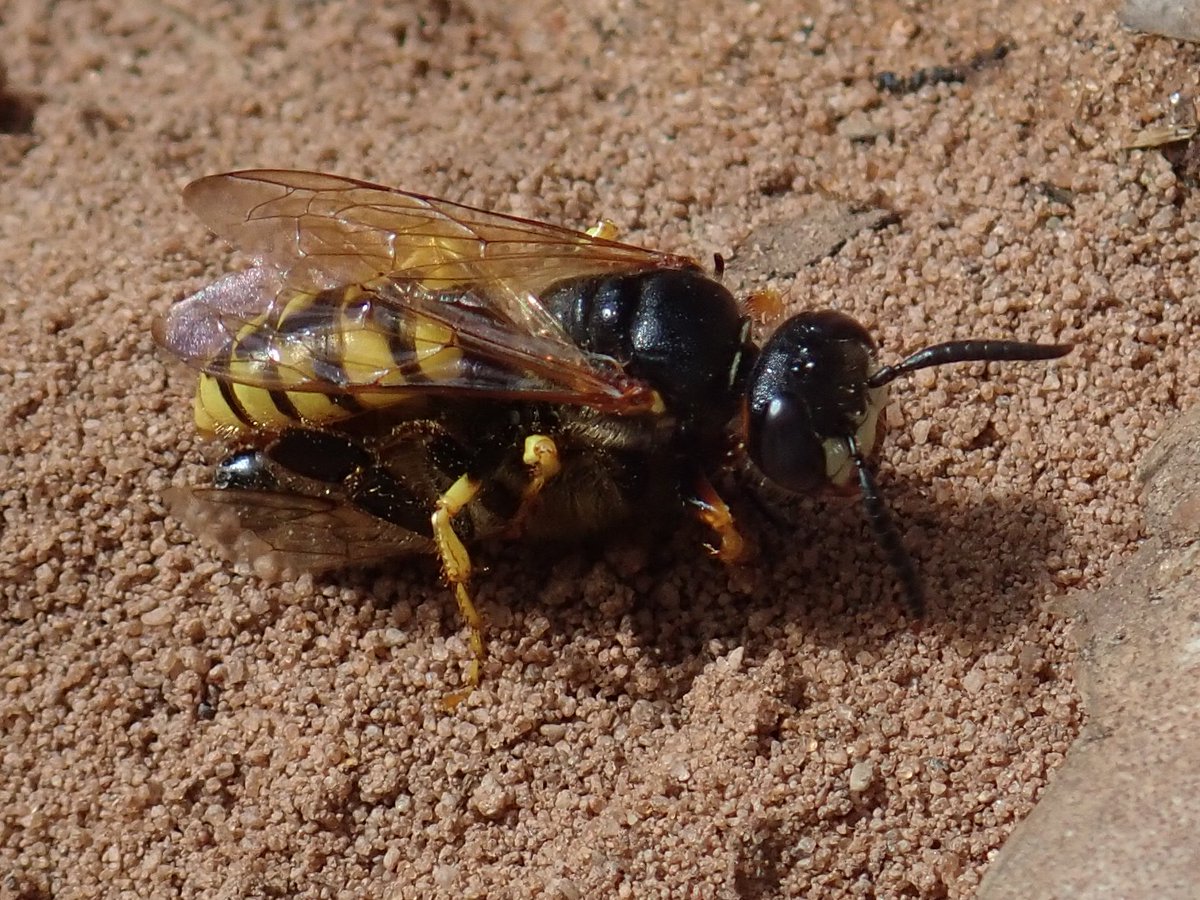 Liam_M_Crowley's tweet photo. This week's #waspoftheweek is a good one: The bee-wolf, Philanthus triangulum! This large wasp used to be a real rarity but has massively expanded its range over the last 30 years. As the name suggests it hunts honeybees and nests in open, sandy ground.
#wasplove #waspwednesday https://t.co/qMMs7xrC8o