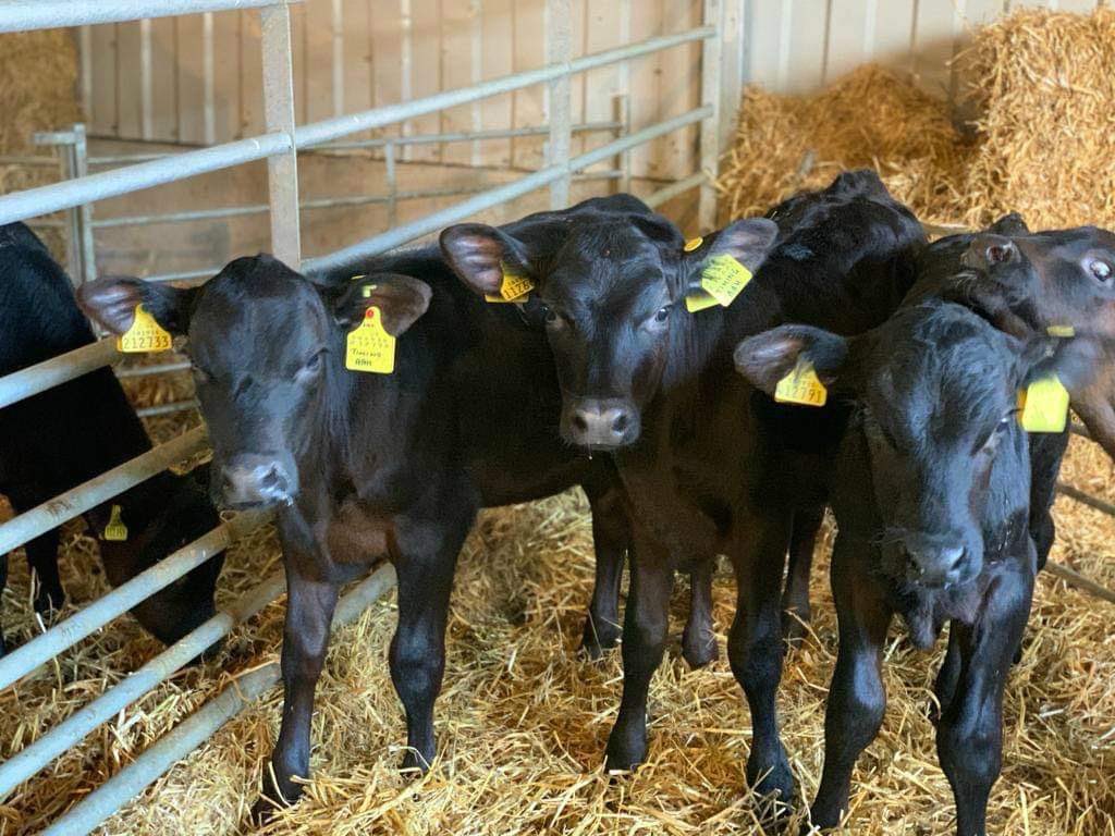 cogentbreeding's tweet photo. GRAND TIMING offers outstanding performance, short gestation’s and exceptional calving ease, with the ability to perform in any finishing system whether it is intensive or extensive. 

✅ £63.10 CBI
✅ 281 Gestation
✅ 99% Calving Ease
✅ 89% Calf Quality

https://t.co/5gEkQ3gfgb https://t.co/rgZVPPW7U0