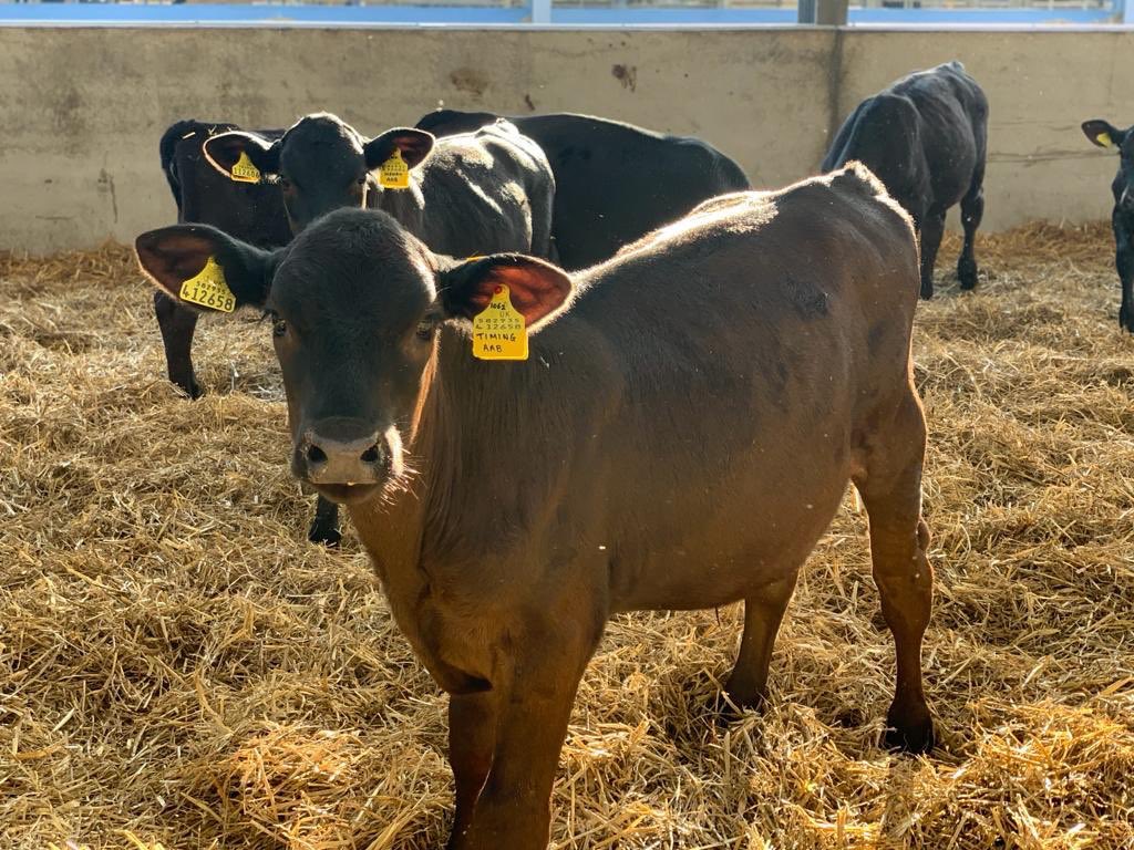 cogentbreeding's tweet photo. GRAND TIMING offers outstanding performance, short gestation’s and exceptional calving ease, with the ability to perform in any finishing system whether it is intensive or extensive. 

✅ £63.10 CBI
✅ 281 Gestation
✅ 99% Calving Ease
✅ 89% Calf Quality

https://t.co/5gEkQ3gfgb https://t.co/rgZVPPW7U0