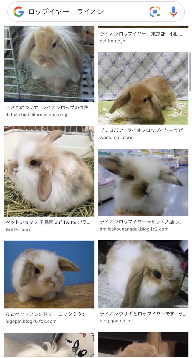 まこ立会人 例えば モフみのある垂れ耳ウサギをむしょうに見たくなるときって誰でも週に2回くらいはあると思うんですけど ロップイヤー ライオン で画像検索すると非常に満たされますのでオススメです