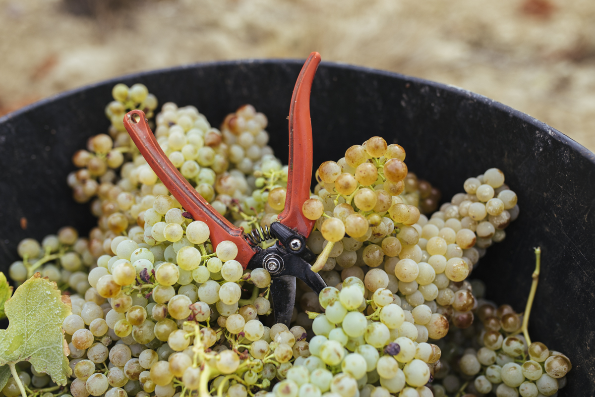 “¿Eh? ¿Sabes a donde nos llevan?
-Creo que a hacer historia…” 
#Rioja #RiojaWine #TeMerecesUnRioja #Cosecha #Vendimia #Vendimia2020