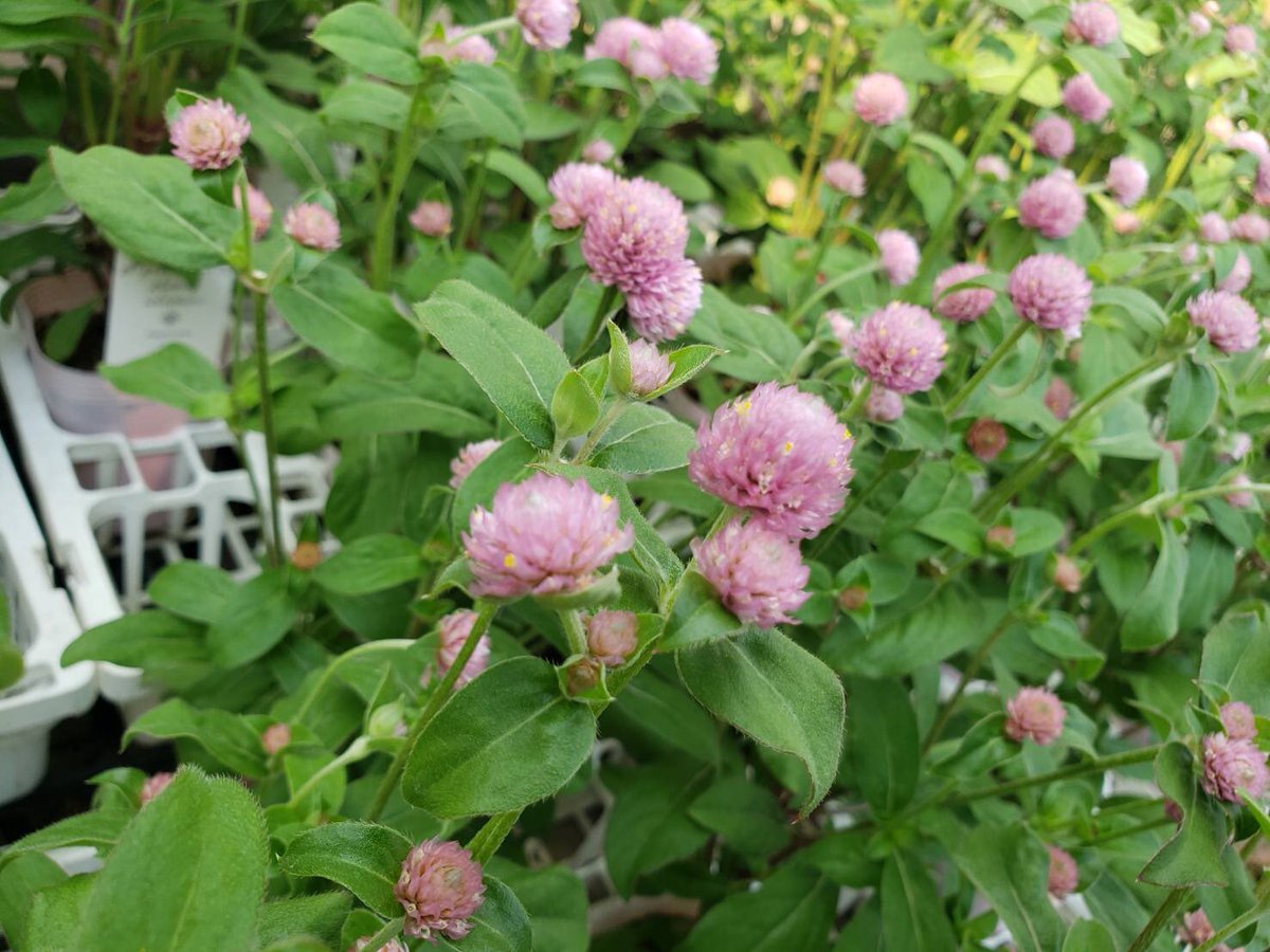 ユアサ園芸 本日の入荷 セロシアピンキーガール 千日紅ラスベガス ジニア ザハラ マリーゴールド などなど 他にもスーパーアリッサムやサルビアなどのお花もございます 今週末からはフェアも開催します 花屋 ユアサ園芸 高崎