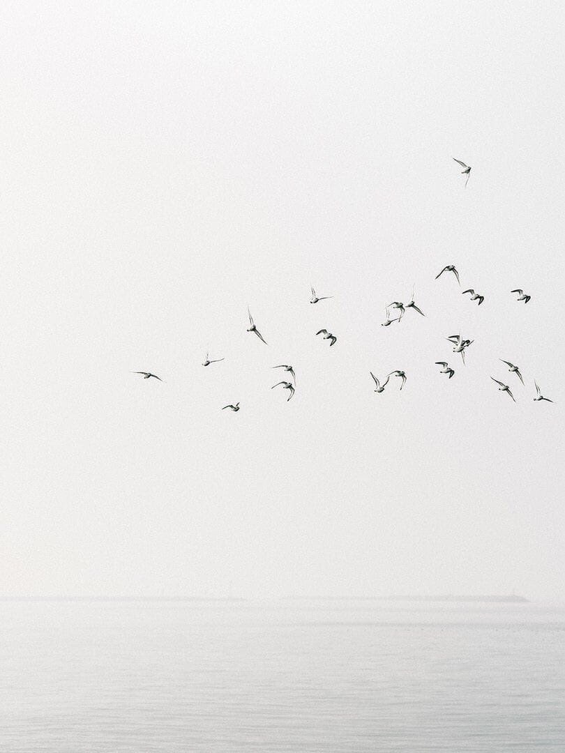 minimalism tweet media