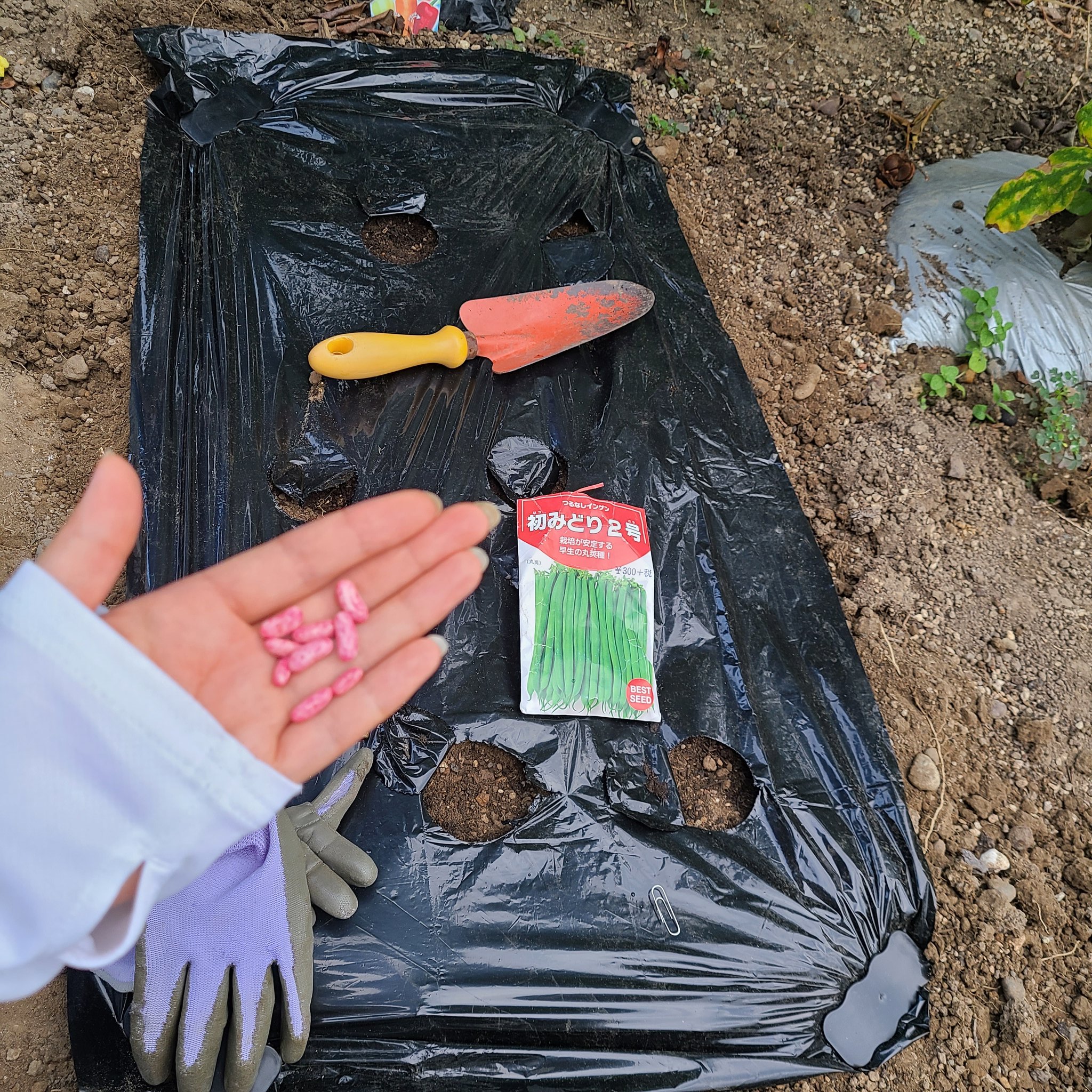 信州発 家庭菜園 Q S Natural Garden バンビの生まれたて赤ちゃんみたいに この頑張ってる感が好き 発芽 つるなしインゲン いんげん豆 初みどり2号 種 清水種苗 ミノールしみず 家庭菜園 T Co J3ltmcdpyg Twitter
