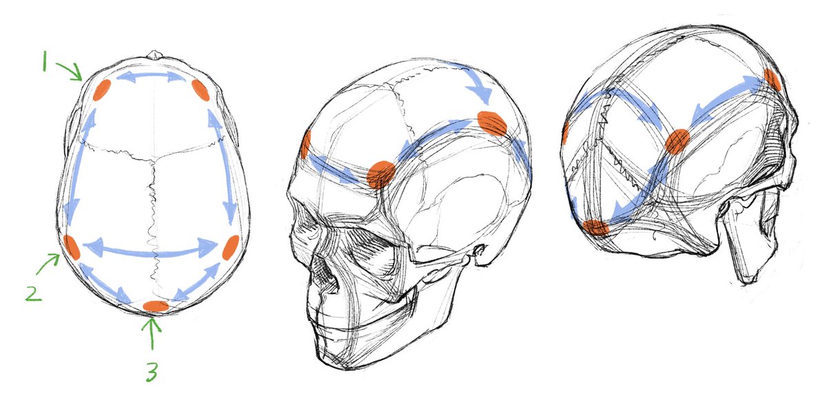 「頭蓋骨は真上から見ると五角形をしている。赤い点は骨が成長し始めたスタート地点(骨」|伊豆の美術解剖学者のイラスト