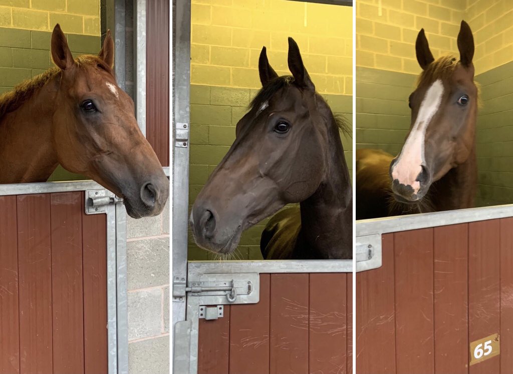 It’s Day 1 of the St Leger festival and we run these 3 run & they arrived last night @DoncasterRaces! @JDeltaRacing’s Tommy G, Primo’s Comet & Sound Of Iona run, @StottKevin & @BeN_RobinsoN18 ride!