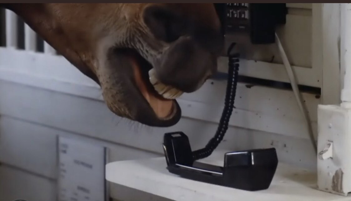 kamelboudra's tweet photo. Chevaux mutilés ;
Le gouvernement via son ministre de l’agriculture Julien Denormandie met en place un numéro gratuit à la disposition des propriétaires de chevaux : 0800 738 908. 
Une équipe de 15 personnes pour répondre à la peur, la crainte et au désarroi. https://t.co/W6Ou7yX88L