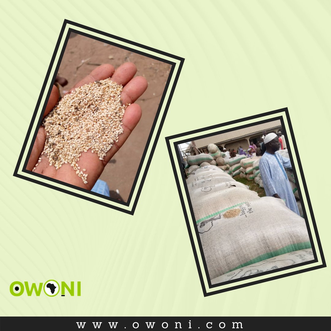 OwoniCom's tweet photo. Sesame trade loading...

Its the season for sesame and our traders are ready💃.

Do you know that despite the coronavirus outbreak that obstructed global trade, sesame has topped Nigeria's export for the first quarter of the year?

 #owoni #agricultureworldwide #commodities https://t.co/taWZWvVfTy