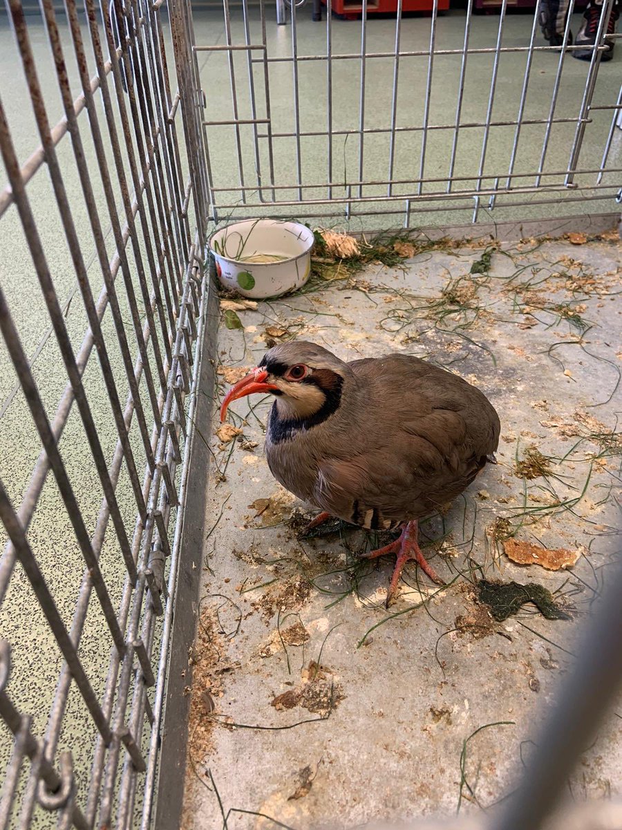 MPSWForest's tweet photo. 5 people arrested for being concerned in the supply of Class A drugs and money laundering in #Walthamstow.
Dog and endangered bird taken into protection. Investigation ongoing for animal cruelty.
#TaskingTeam. @RSPCA_official https://t.co/3s8rX24WuD