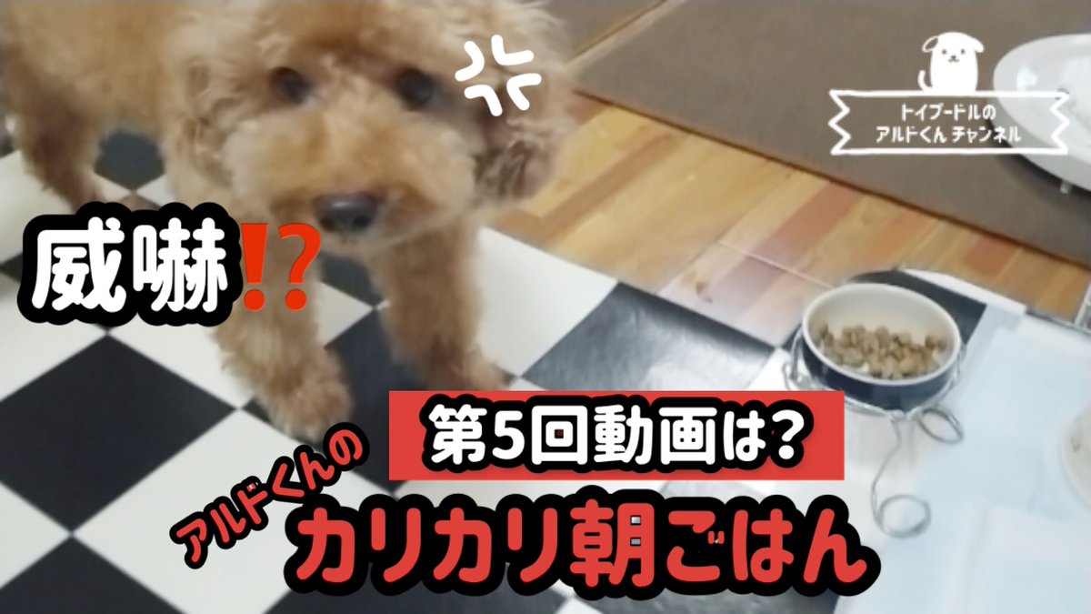 トイプードルのアルドくん 5回目の動画になります 朝ごはんを食べるアルドくんです かわいいアルドくんを見に来てください チャンネル登録してもらえると嬉しいです T Co Mhx8qyjum4 トイプードル 犬 犬好きさんと繋がりたい 癒し Dog