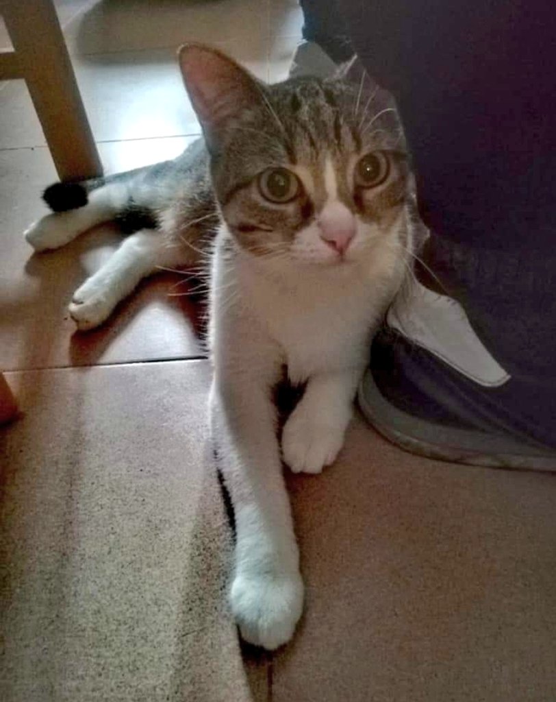 lara_santuario's tweet photo. ARIEL tuvo suerte de encontrar familia justo antes del confinamiento, pero la pareja se separó y no podían hacerse cargo de ella. Volvió al Santuario pero lo está pasando mal, no entiende q hace otra vez allí 😭. Adopción RESPONSABLE.
691598283
asociacionlara@asociacionlara.org https://t.co/e1kt2PnYys