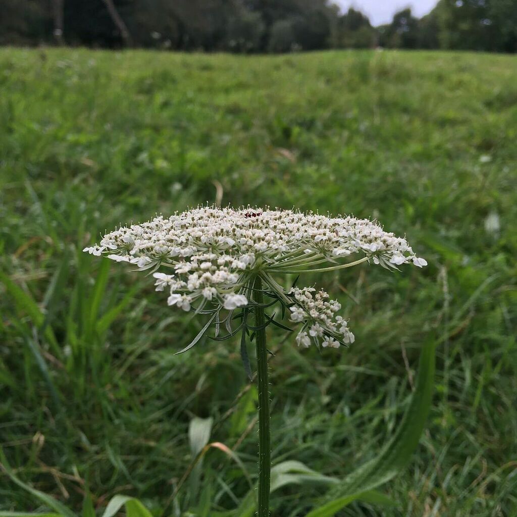 Wild carrot (Daucus carota) #seymourparkOT instagr.am/p/CE6UytXgj_f/