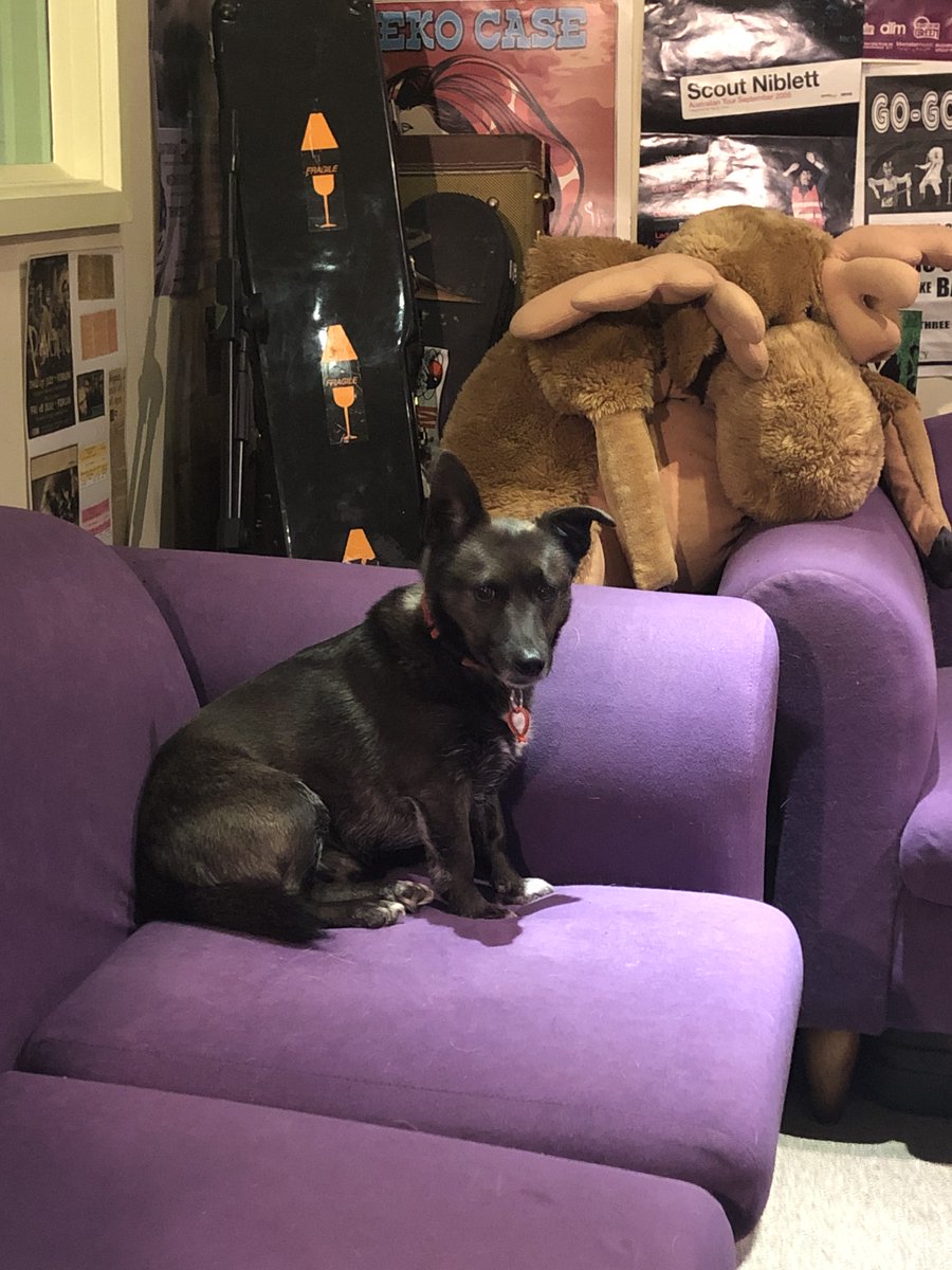 BrittanyM_Croft's tweet photo. Day two of conferencing from home with #CoBHumanDev
Got my science buddy Dr IggyPup and my developmental biology notes ready!
#academicchatter #Embryo19 https://t.co/IZHlIkXPTP