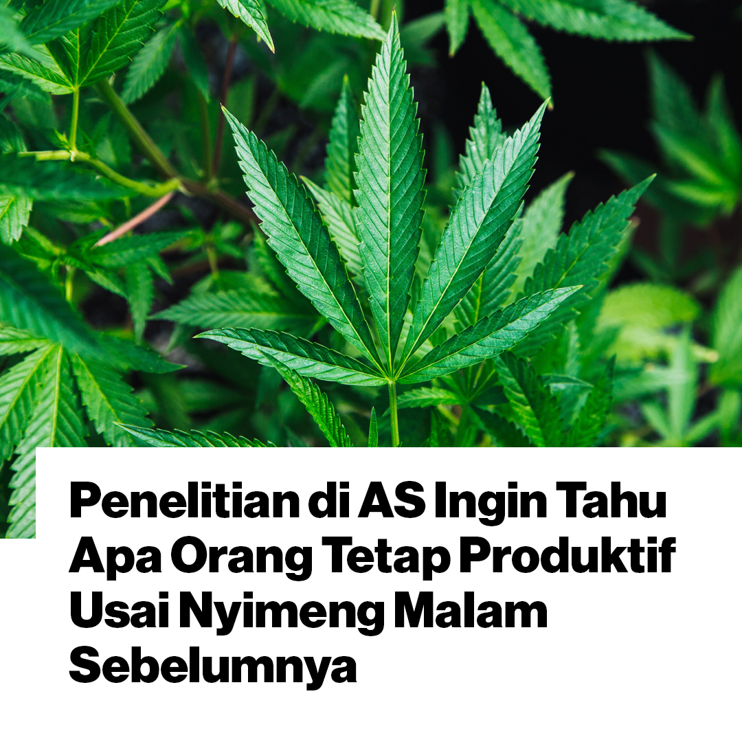 Kajian dari tim gabungan kampus berbeda ini mengamati efek merokok ganja sebelum, sewaktu, dan setelah kerja. ow.ly/75l330r8TsQ