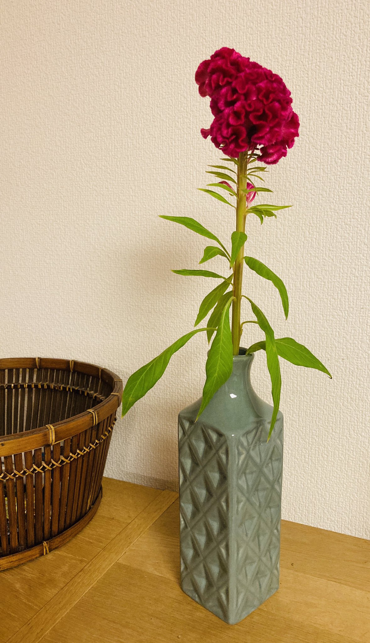 おだけいこ 高見え 花瓶ダイソーで0円 ケイトウ 島忠で170円 しめて400円ぐらいでした T Co 3twsqaa6zv Twitter
