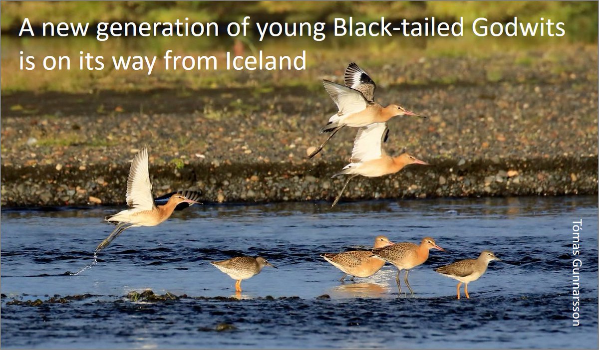 Cold spring in North and East Iceland (see start of thread) may well have reduced Black-tailed Godwits productivity this year? Perhaps, however, adults in these areas were able to hang on and breed later, in which case, there could still be more juveniles to come?