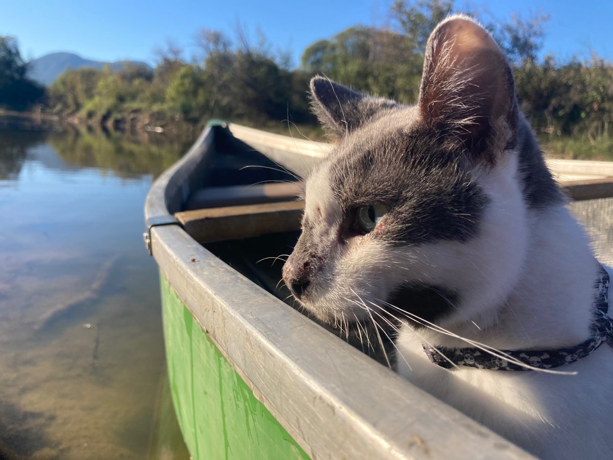 I grew up in the wild until Richy took me in. Love my new home but I’ve noticed something perplexing... In the wild, Nature and nurture coexist peacefully with each other, and in human Society, nature and nurture are at war with each other. #catlife