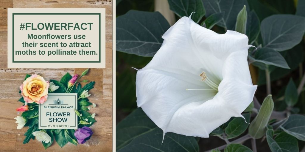 Did you know that the Moonflower only blooms at night? #FlowerFact #FunFactFriday #Moonflower blenheimflowershow.co.uk