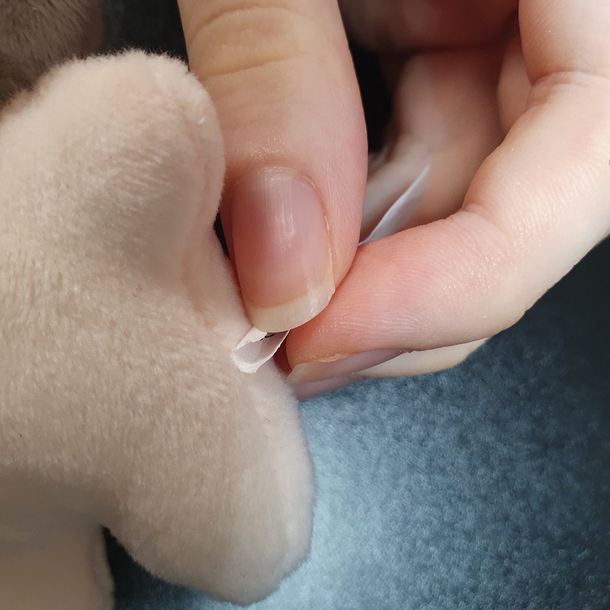 gy789_0830's tweet photo. !! 인형택 제거하는 방법 알아왔어요!!
1.먼저 택을 살짝 당겨줍니다 그럼 구멍이 보입니다
2. 그 구멍에 바늘을 넣어줘서 구멍크기를 넓혀요!
3. 그 구멍에서부터 칼로 조심히 뜯어줍니다
이때 다 자르시면안되고 사진처럼 가운데 연결고리를 남겨주세요
4. 최대한 가까운부분을 잡고 슬슬 

+타래 https://t.co/1j9Lr5MCsZ