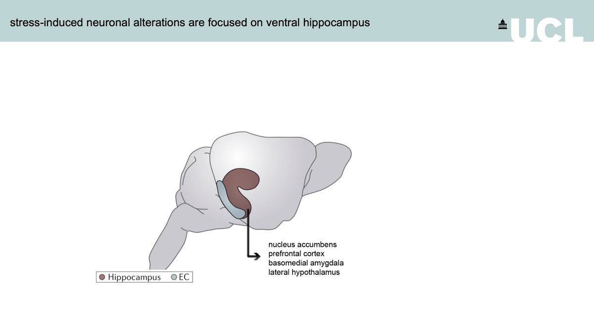 . @MacAskillAF trains mice to "perform versions of the same tasks used to study stress-induced behaviour in humans, and uses computational modelling to understand how the mice are carrying out these tasks"  #IoMHconf2020"my lab is interested in the ventral hippocampal circuit"