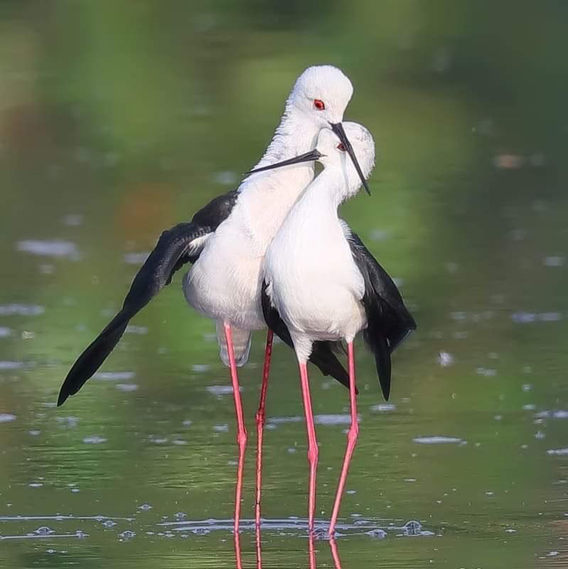 We’re already making some of the pathways others can walk toward our many dreams. Countless more dreamers will blaze luminous new trails.The dreams are already within us. One day, may we awaken to find ourselves living in our wildest dreams.~ Kenny Ausubel