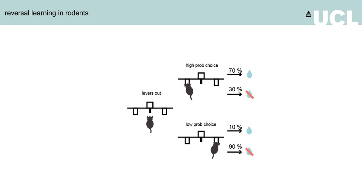 . @MacAskillAF uses reversal learning in mice  #IoMHconf2020