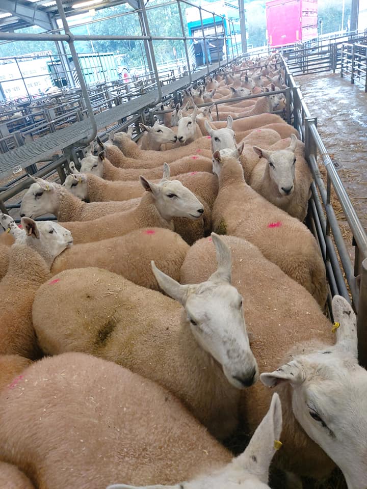 MuleWelsh's tweet photo. ⚡END OF DAY ONE AT WELSHPOOL⚡
100% Clearance with 5097 Yearling Ewes Sold to an awesome AVE Of £167.01 
Up £23.89 on 2019. 
Top Price goes to H &amp; E Powell. Llwyngwilym. Selling 30 White Faced Ewes for £235 to R P Richards, GlanLerry,Borth. Sale kicks off tomorrow 10am. https://t.co/s1LeYAGM2U