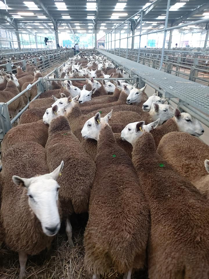 MuleWelsh's tweet photo. ⚡END OF DAY ONE AT WELSHPOOL⚡
100% Clearance with 5097 Yearling Ewes Sold to an awesome AVE Of £167.01 
Up £23.89 on 2019. 
Top Price goes to H &amp; E Powell. Llwyngwilym. Selling 30 White Faced Ewes for £235 to R P Richards, GlanLerry,Borth. Sale kicks off tomorrow 10am. https://t.co/s1LeYAGM2U