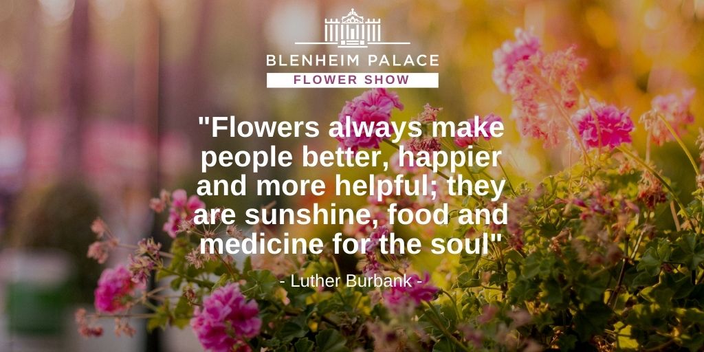 #NationalPositiveThinkingDay 🙂

blenheimflowershow.co.uk #motivationalquotes #flowers #gardening #blenheimpalaceflowershow #SundayThoughts